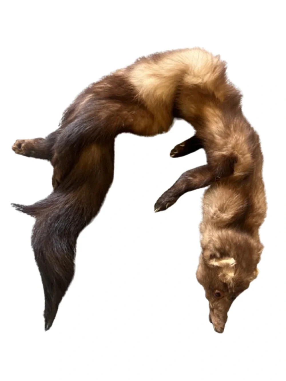 VTG Stone Marten Full Body Pelt Taxidermy w/ Paws Fur Neck Warmer Stole Scarf